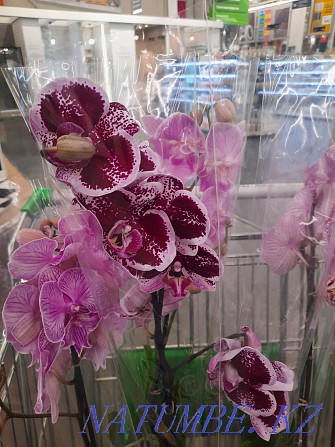 Цветы орхидея в Алматы. Бесагаш - изображение 2