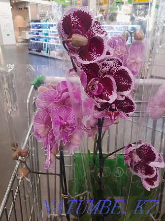 Цветы орхидея в Алматы. Бесагаш - изображение 1