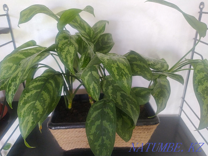 Aglaonema Maria, sell Urochishche Talgarbaytuma - photo 1