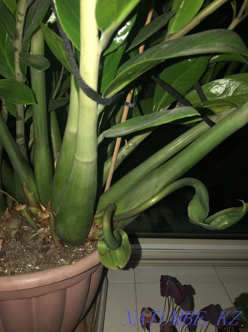 Sell money tree Almaty - photo 2