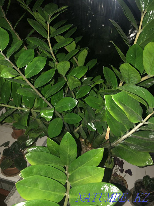 Sell money tree Almaty - photo 1