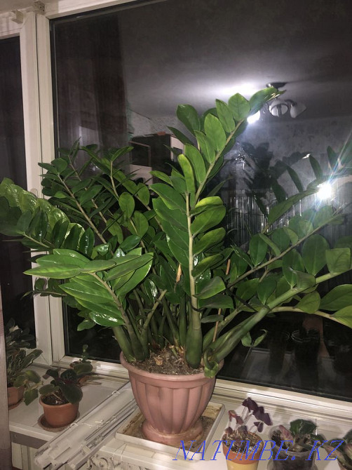 Sell money tree Almaty - photo 3