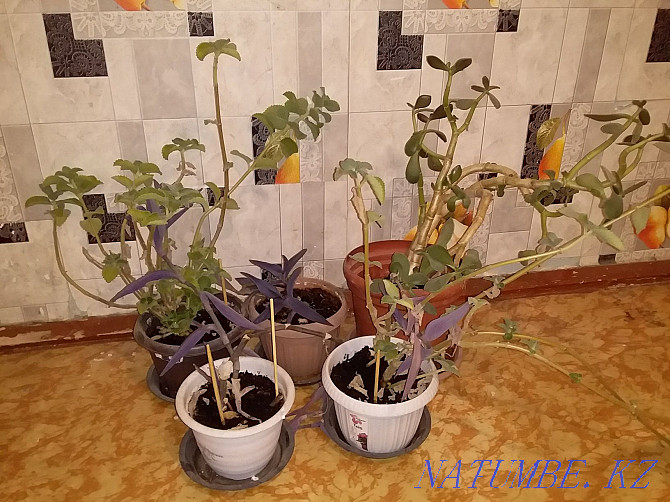 Houseplants Aqtobe - photo 1