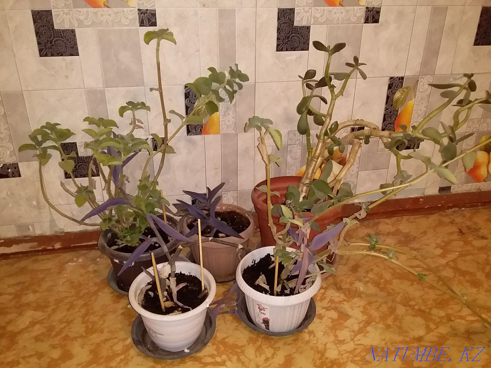 Houseplants Aqtobe - photo 1