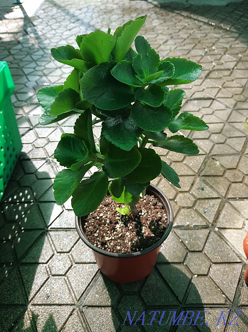 I sell grown kalonchoe plants Almaty - photo 1