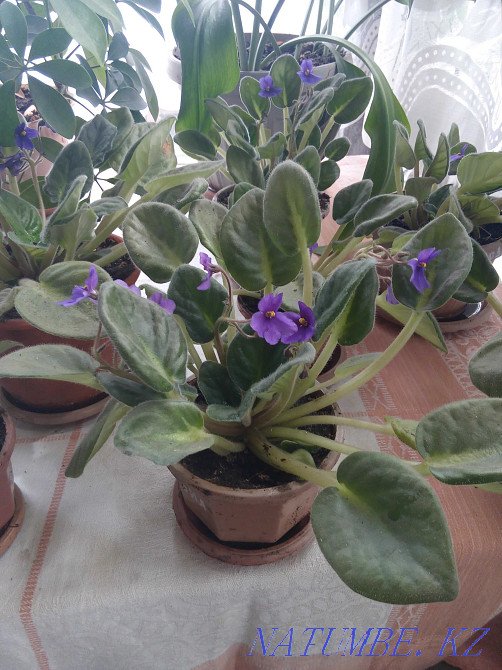 Фиалки комнатные Караганда - изображение 2
