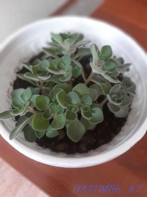 love tree for sale Aqtau - photo 2