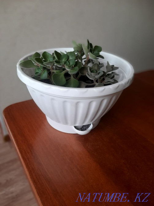 love tree for sale Aqtau - photo 4