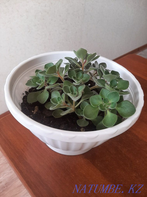 love tree for sale Aqtau - photo 3