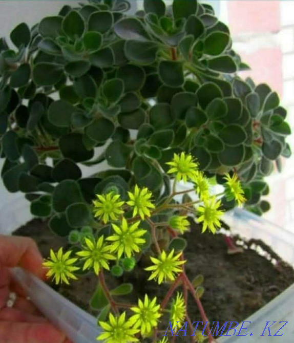 love tree for sale Aqtau - photo 1