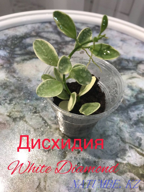 Assorted flower Atyrau - photo 7