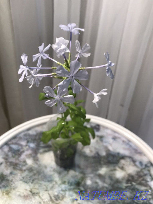 Assorted flower Atyrau - photo 8