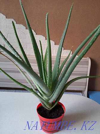 sell aloe vera Pavlodar - photo 1