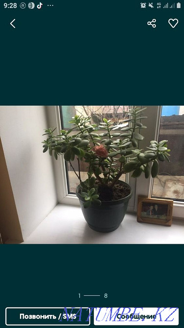 Комнатные цветы Алматы - изображение 2