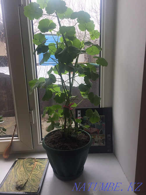 Комнатные цветы Алматы - изображение 1