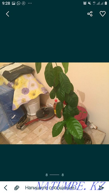 Комнатные цветы Алматы - изображение 4
