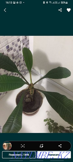 Комнатные цветы Алматы - изображение 3