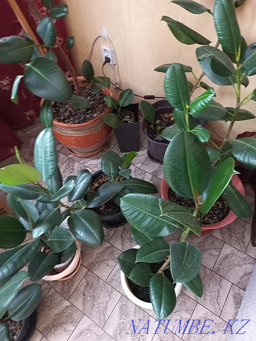 Фикус в горшке Аксай - изображение 1