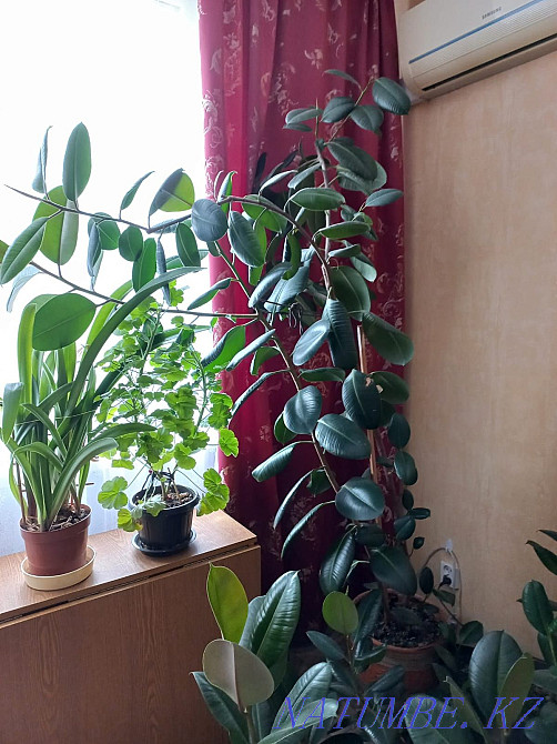 Фикус в горшке Аксай - изображение 5