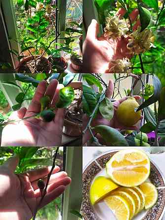 Продам дерево лимон Urochishche Talgarbaytuma