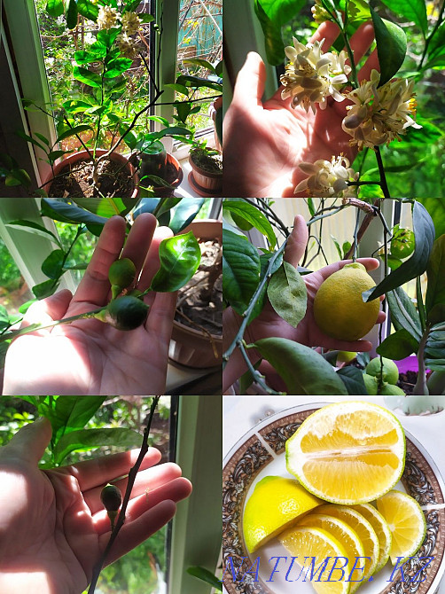 Lemon tree for sale Urochishche Talgarbaytuma - photo 2