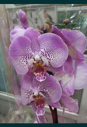 Орхидея, распродажа! Комнатное растение, цветы, орхидеи Almaty