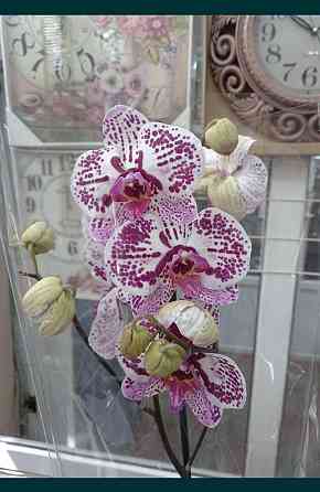 Орхидея, распродажа! Комнатное растение, цветы, орхидеи Almaty