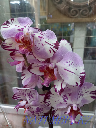 Orchid sale! Houseplant, flowers, orchids Almaty - photo 1