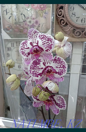 Orchid sale! Houseplant, flowers, orchids Almaty - photo 3