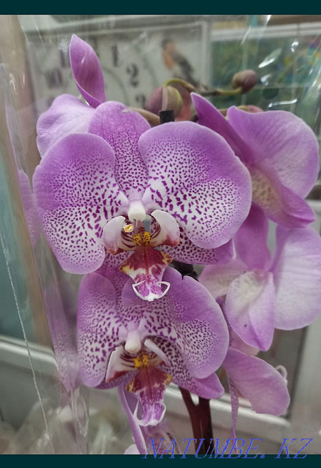 Орхидея, распродажа! Комнатное растение, цветы, орхидеи Алматы - изображение 4