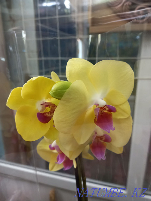 Орхидея, распродажа! Комнатное растение, цветы, орхидеи Алматы - изображение 2