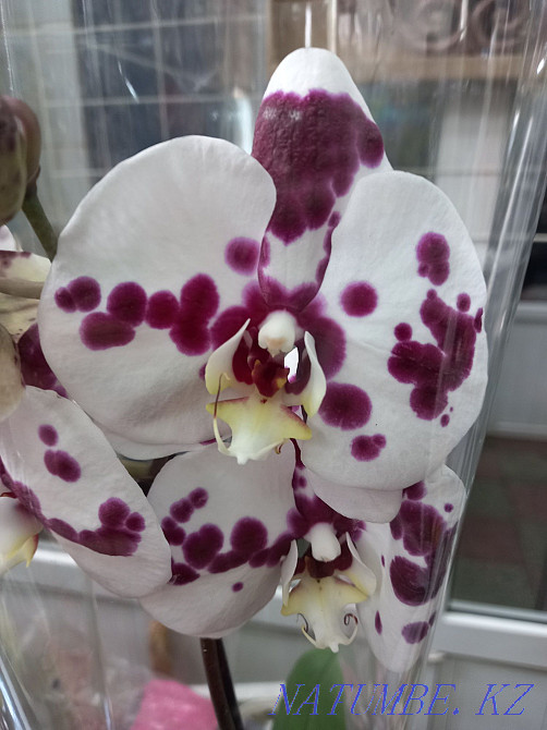 Орхидея, распродажа! Комнатное растение, цветы, орхидеи Алматы - изображение 5