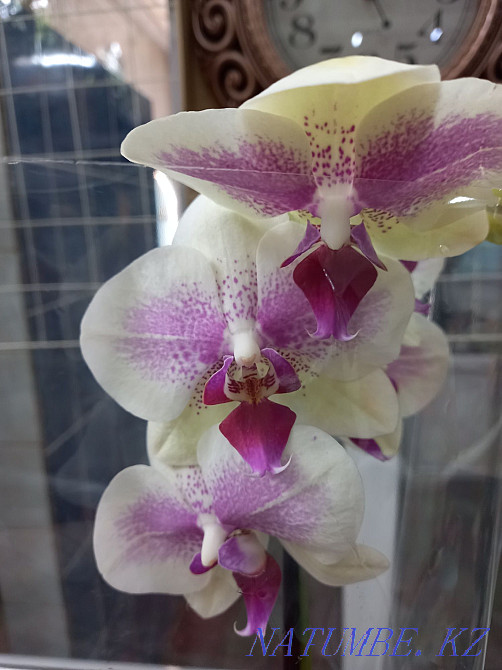 Орхидея, распродажа! Комнатное растение, цветы, орхидеи Алматы - изображение 7