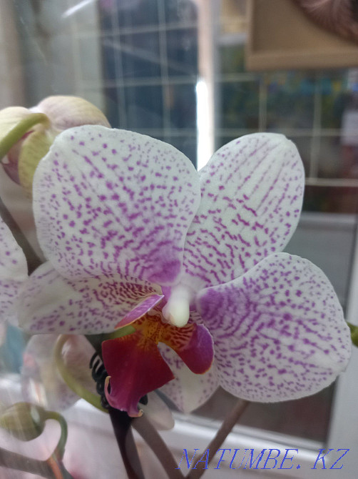 Орхидея, распродажа! Комнатное растение, цветы, орхидеи Алматы - изображение 8