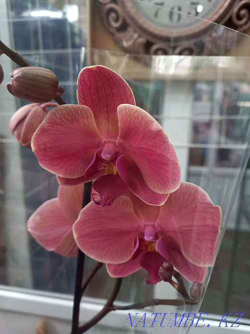 Орхидея, распродажа! Комнатное растение, цветы, орхидеи Алматы - изображение 6