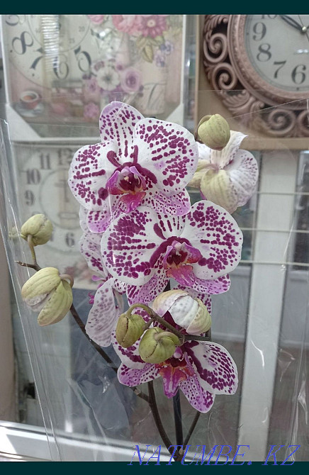 Орхидея, распродажа! Комнатное растение, цветы, орхидеи Алматы - изображение 3