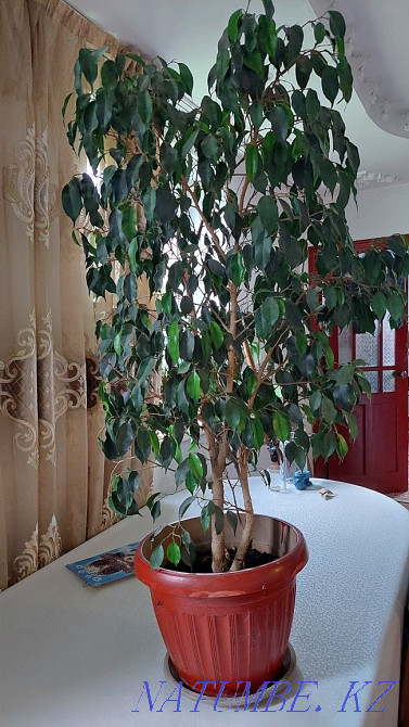 Indoor flowers Ficus Almaty - photo 1