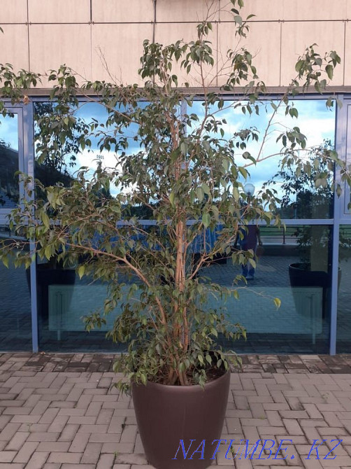 фикус Бенджамина Алматы - изображение 2