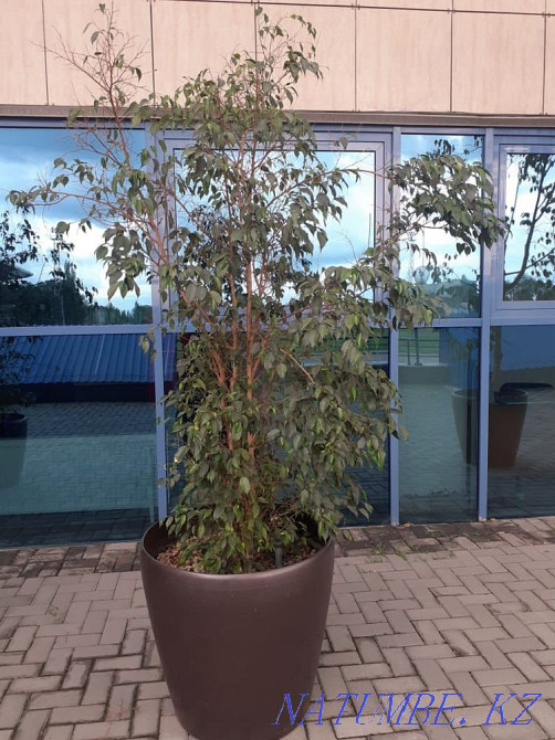 фикус Бенджамина Алматы - изображение 1