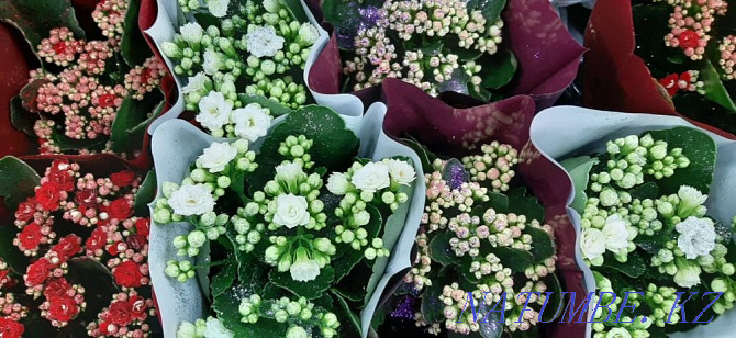 Indoor flowers wholesale and retail Kostanay - photo 6