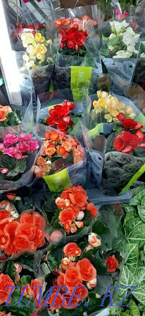 Indoor flowers wholesale and retail Kostanay - photo 2
