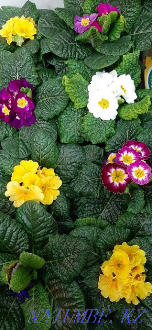 Indoor flowers wholesale and retail Kostanay - photo 8