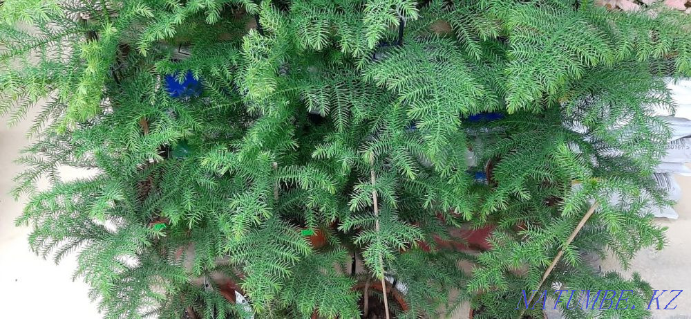 Indoor flowers wholesale and retail Kostanay - photo 5