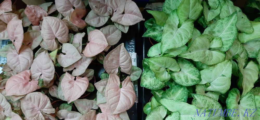 Indoor flowers wholesale and retail Kostanay - photo 4