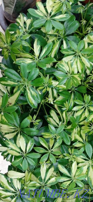 Indoor flowers wholesale and retail Kostanay - photo 3