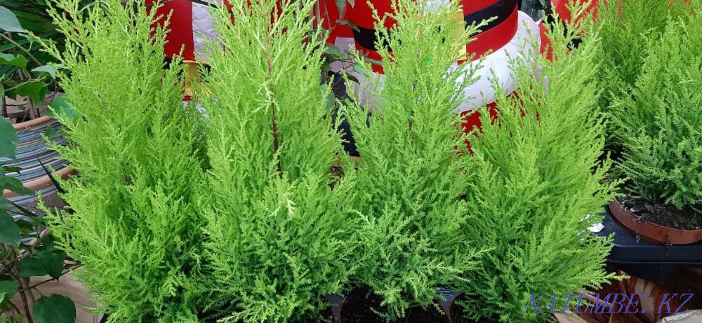 Indoor flowers wholesale and retail Kostanay - photo 1