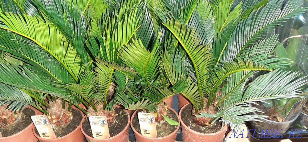 Indoor flowers wholesale and retail Kostanay - photo 7