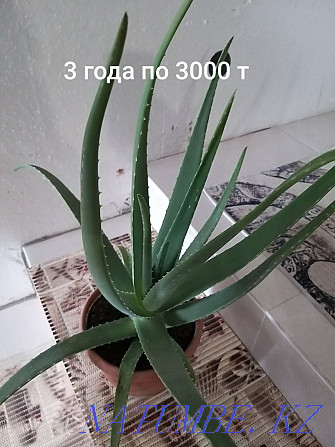 Продам Алоэ 4 и 3 летний Атырау - изображение 3