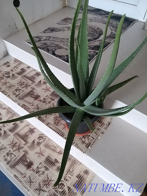 Продам Алоэ 4 и 3 летний Атырау - изображение 4