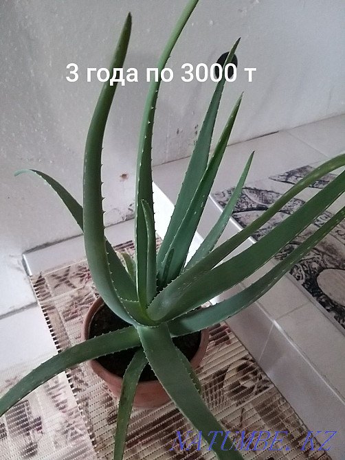 Продам Алоэ 4 и 3 летний Атырау - изображение 3
